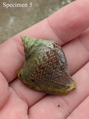 Laevistrombus canarium