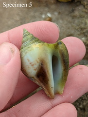 Laevistrombus canarium