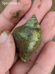 Laevistrombus canarium