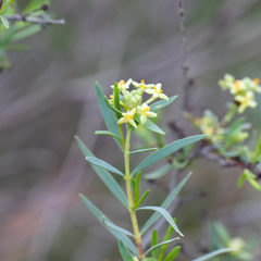 Pimelea microcephala