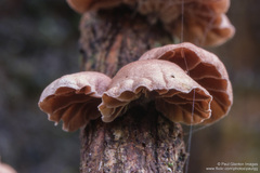Anthracophyllum