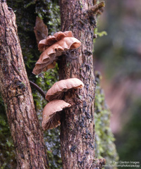 Anthracophyllum