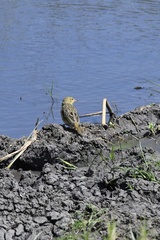 Ploceus cucullatus