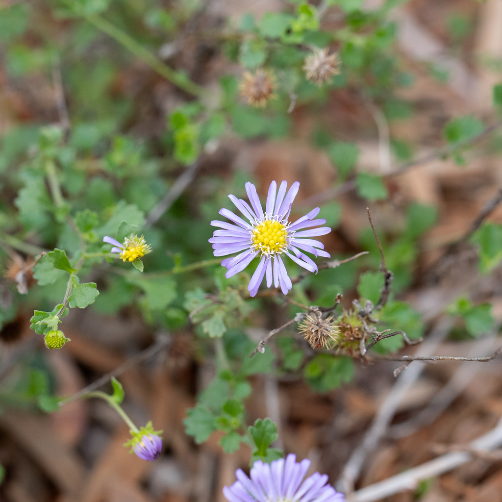 Purple Burr-daisy