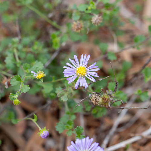 Calotis cuneifolia R.Br.