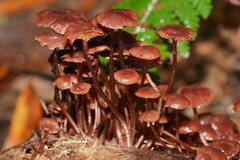 Mycena kurramulla