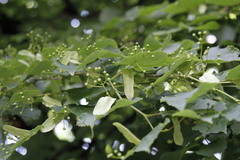 Tilia cordata