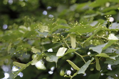 Tilia cordata