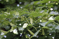 Tilia cordata