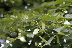 Tilia cordata
