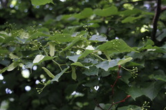 Tilia cordata