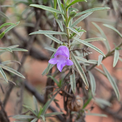 Eremophila gilesii