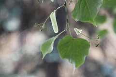 Tilia cordata