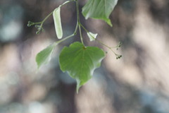 Tilia cordata