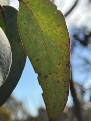 Eucalyptus sieberi