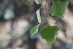 Tilia cordata