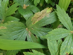 Phytomyza astrantiae