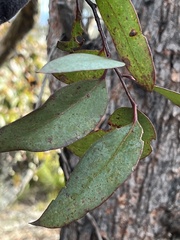 Eucalyptus sieberi
