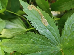 Phytomyza astrantiae