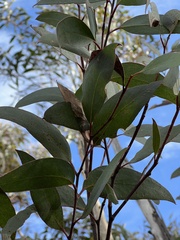 Eucalyptus sieberi