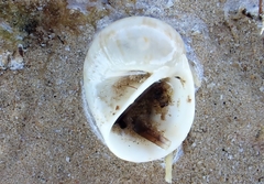 Eunaticina umbilicata