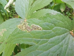 Phytomyza astrantiae