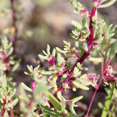 Neobassia proceriflora