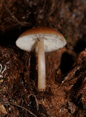 Lentinellus tasmanicus