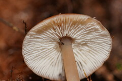 Lentinellus tasmanicus