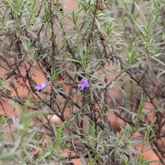 Eremophila gilesii