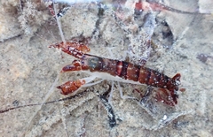 Athanas granti