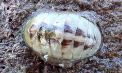 Ischnochiton contractus