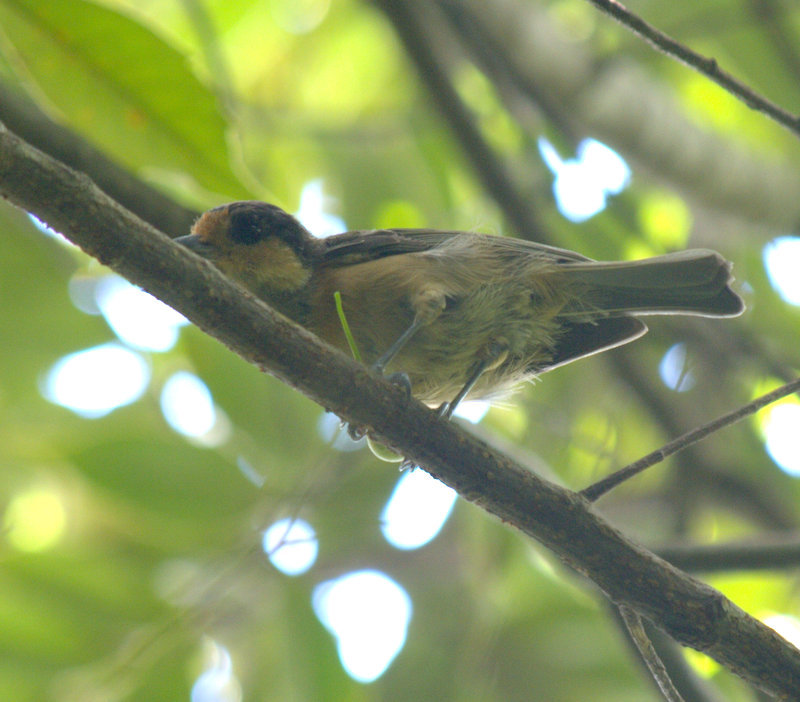 Iriomote Tit (Sittiparus olivaceus)