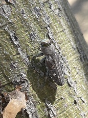 Chrysobothris octocola