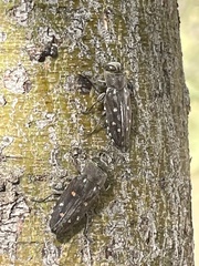 Chrysobothris octocola