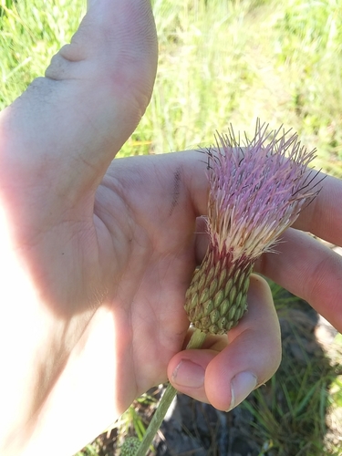 Image of Cirsium lecontei by (c) Will McFarland, some rights reserved (CC BY)