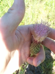 Cirsium lecontei
