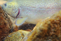 Salmo marmoratus