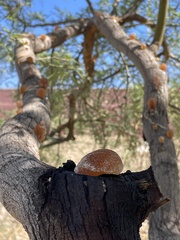 Chrysobothris octocola