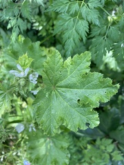 Malva verticillata