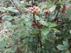 Eleutherococcus leucorrhizus