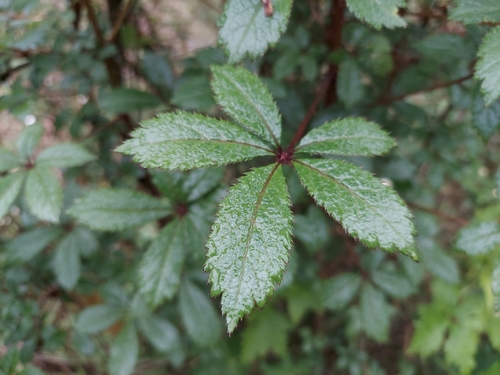 Eleutherococcus leucorrhizus