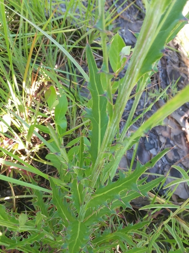 Image of Cirsium lecontei by (c) Will McFarland, some rights reserved (CC BY)