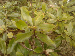 Escallonia discolor