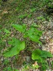 Arctium nemorosum