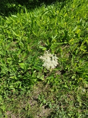 Filipendula vulgaris