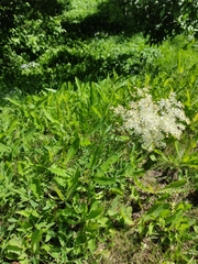 Filipendula vulgaris