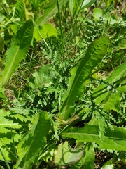 Filipendula vulgaris