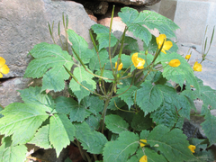 Coreanomecon hylomeconoides