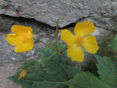 Coreanomecon hylomeconoides